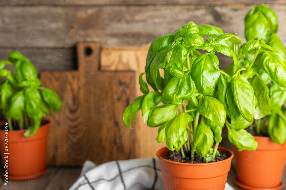 Fresh basil plant in a pot on a textured background. Fresh organic basil leaves. Spices. Vegan. Home gardening on kitchen. Home planting and food growing. basil plant Copy space. Fresh basil plant in a pot on a textured background. Fresh organic basil leaves. Spices. Vegan. Home gardening on kitchen. Home planting and food growing. basil plant Copy space.