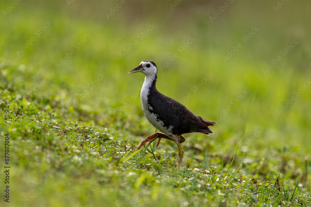 Common moorhen walking in grass Common moorhen walking in grass