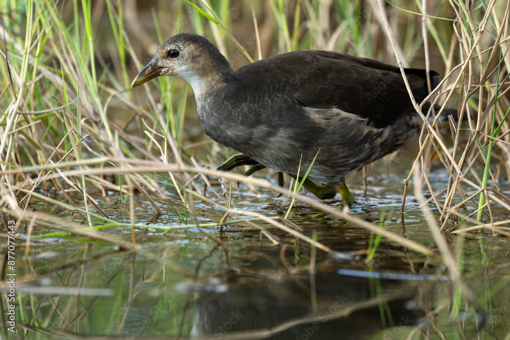 Sub-adult Common moorhen hiding in the grass. Sub-adult Common moorhen hiding in the grass.