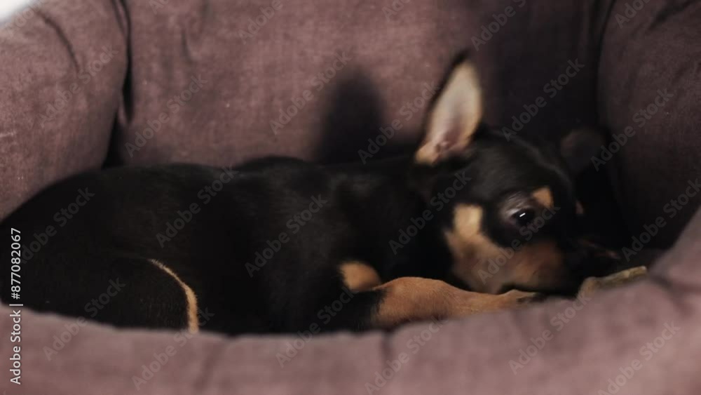 A small dog is lying in a cot and chewing on a bone. Playful chihuahua puppy in the apartment A small dog is lying in a cot and chewing on a bone. Playful chihuahua puppy in the apartment