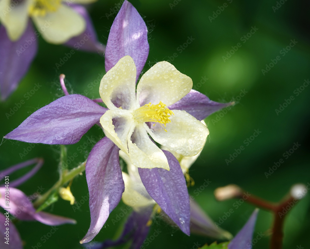 Columbine flower in bloom Columbine flower in bloom