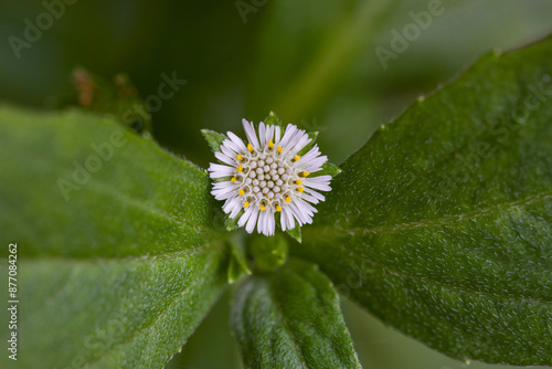 False daisy flower macro. Bhringraj. Eclipta prostrata. Eclipta alba. Yerba de tago. Karisalankanni. Nature concept.