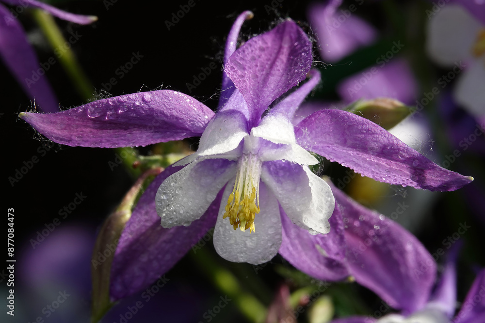 Columbine flower in bloom Columbine flower in bloom