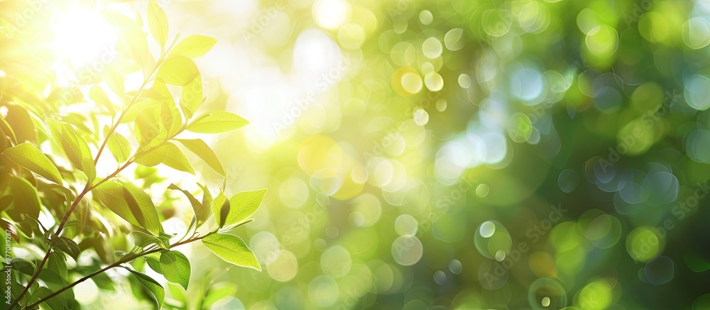 Fototapeta premium Blurred foliage and bright summer sunlight create a backdrop for text or ads with copy space image.