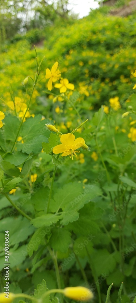 beautiful yellow celandine flower on a green field. High quality photo beautiful yellow celandine flower on a green field. High quality photo
