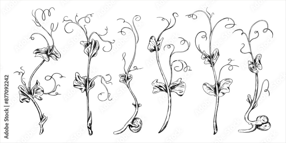Fototapeta premium Illustration of micro-green peas . Young seed seedlings, edible leaves, a healthy food. Vector illustration, Hand drawn in line art style painted inks on isolated background