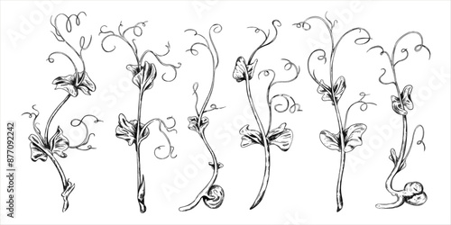 Illustration of micro-green peas . Young seed seedlings, edible leaves, a healthy food. Vector illustration, Hand drawn in line art style painted inks on isolated background