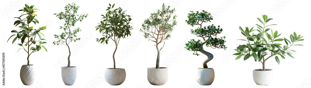 Fototapeta premium Set of potted plants with green foliage, all in white pots, sit against a white background