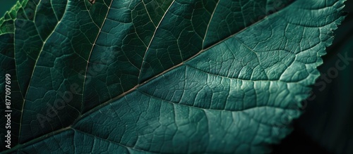 Obraz na płótnie Detailed close-up of leaf texture with copy space image. w salonie
