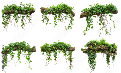 Set of branches, each covered in green ivy vines, hang against a white background. The vines drape downward and have various textures photo