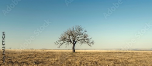 Tree with no leaves standing alone in an open field with plenty of copy space image available. photo