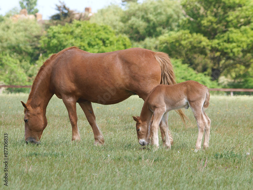 Suffolk Mare and Foal