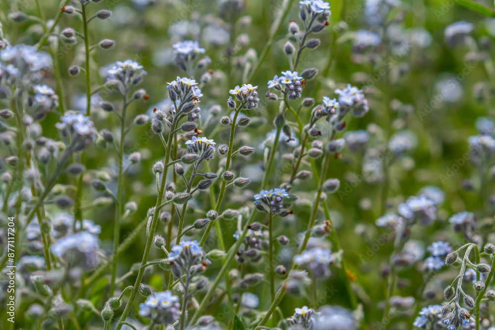 Wide angle closeup on an aggregation of lightblue Early Forget-me-not, Myosotis ramosissima an annual flowering herb Wide angle closeup on an aggregation of lightblue Early Forget-me-not, Myosotis ramosissima an annual flowering herb