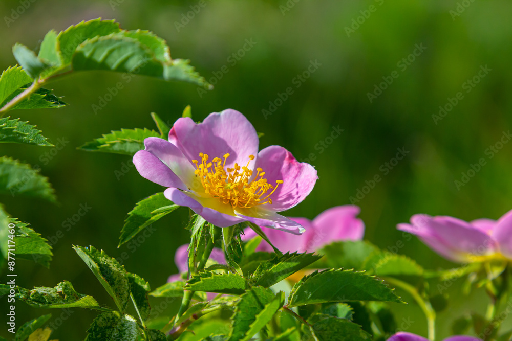 Dog rose, Rosa canina, is an important medicinal plant with pink or white flowers and is used in medicine. It is a wild rose and has red rosehip fruits in the fall Dog rose, Rosa canina, is an important medicinal plant with pink or white flowers and is used in medicine. It is a wild rose and has red rosehip fruits in the fall