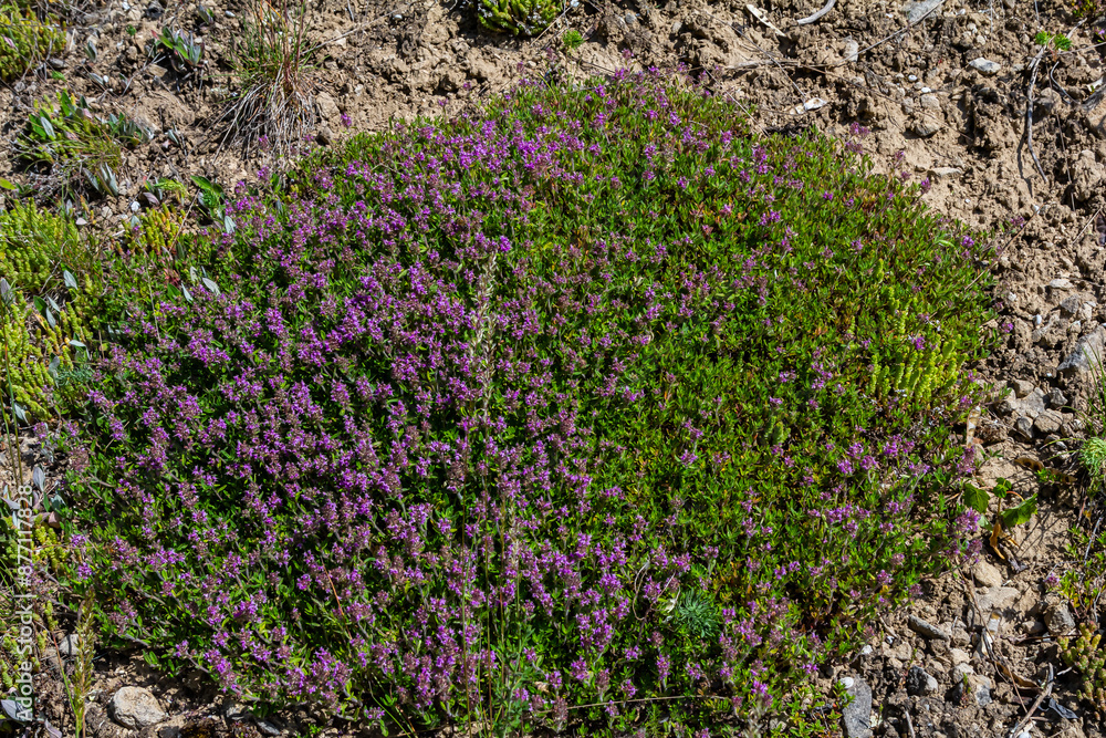 Obraz premium Blossoming fragrant Thymus serpyllum, Breckland wild thyme, creeping thyme, or elfin thyme close-up, macro photo. Beautiful food and medicinal plant in the field in the sunny day