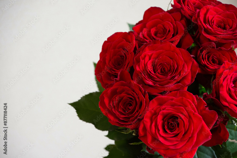 赤い薔薇 赤い薔薇