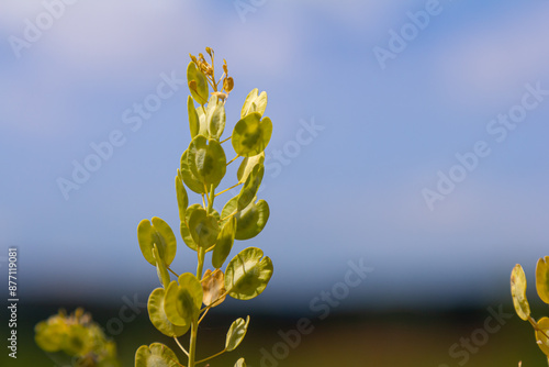 In nature, Thlaspi arvense grows among wild grasses photo