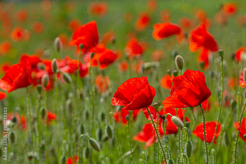 Fototapeta premium Papaver rhoeas or common poppy, red poppy is an annual herbaceous flowering plant in the poppy family, Papaveraceae, with red petals