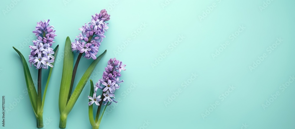 Fototapeta premium Minimal concept of romance with hyacinth flowers on a light aqua backdrop for holiday greetings, featuring a flat lay style with a top view and copy space image.