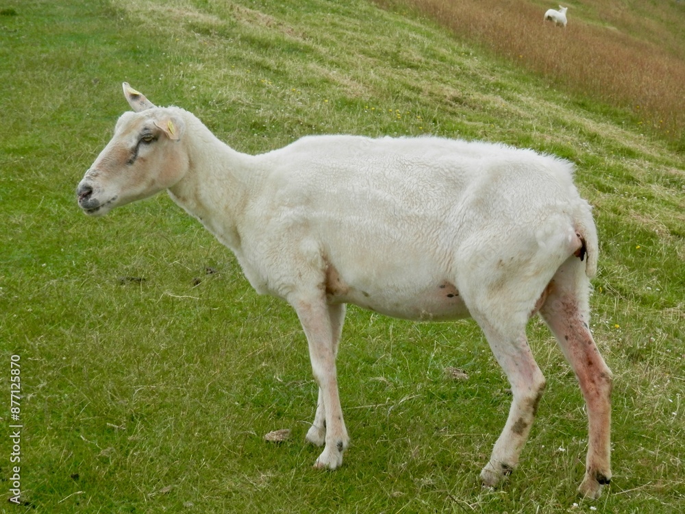 Ein Spaziergang von Utersum nach Dunsum auf der Insel Föhr in der Nordsee an einem windigen Tag Ein Spaziergang von Utersum nach Dunsum auf der Insel Föhr in der Nordsee an einem windigen Tag