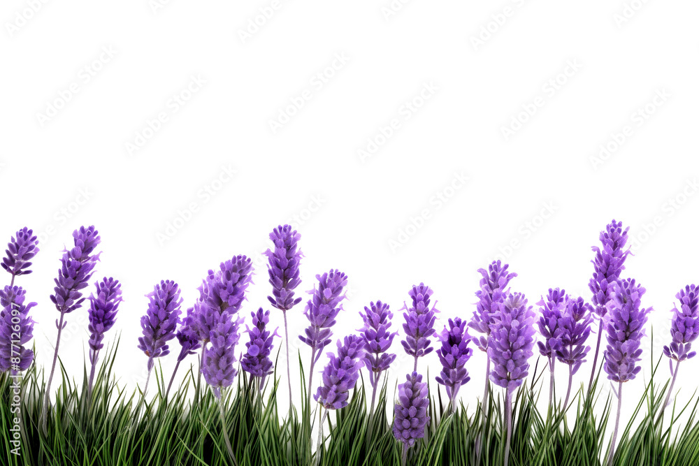 Naklejka premium lavender flowers isolated on white