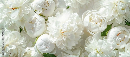Fototapeta Naklejka Na Ścianę i Meble -  White peonies creating a beautiful background with a close-up of the flowers, providing a smooth, copy space image.