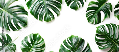 Monstera leaves on a white background are featured in this tropical botanical copy space image, perfect for nature concepts and flat lay with a clipping path. © HN Works