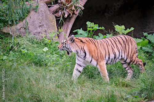 Sibirischer Tiger ( Panthera tigris altaica ). photo