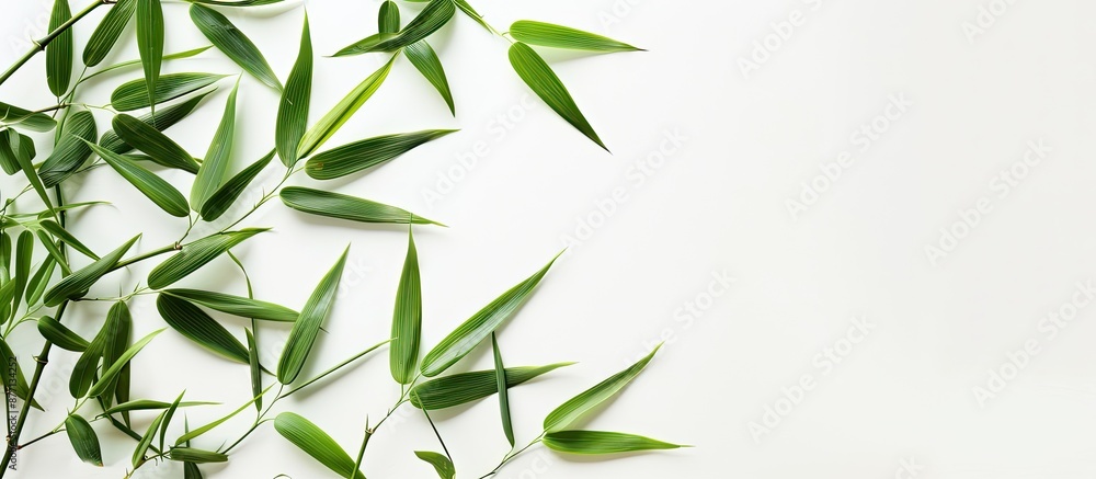 Bamboo leaves on a white backdrop with copy space image. Bamboo leaves on a white backdrop with copy space image.