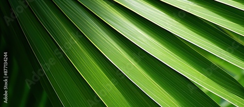 Macro closeup image displaying the intricate natural texture pattern of a palm leaf, creating a tropical floral background with copy space. photo