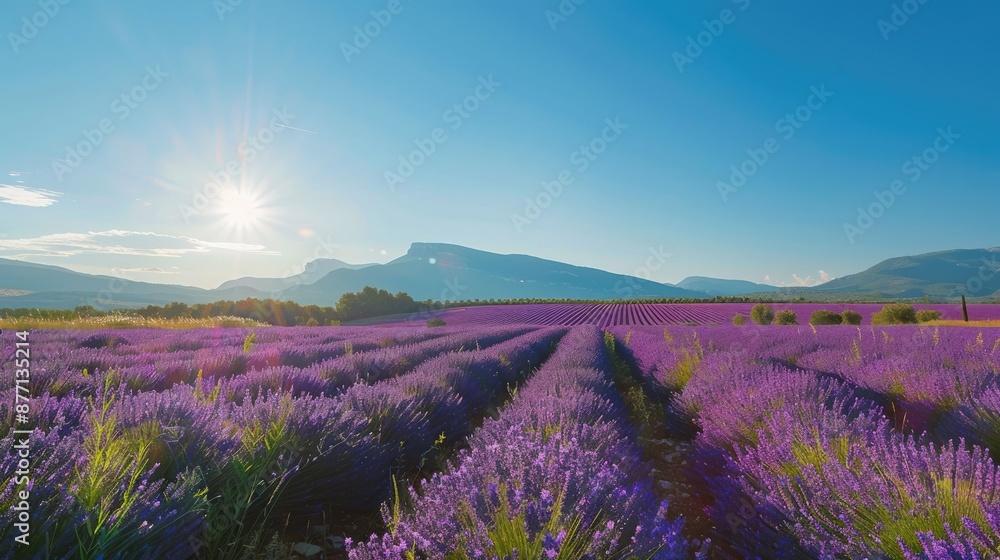 Lavender fields under a clear blue sky, Provence, France Lavender fields under a clear blue sky, Provence, France