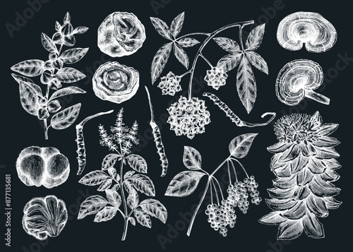Wallpaper Mural Adaptogenic plant and mushroom sketches set. Hand drawn vector illustrations. Healing herb, medicinal mushroom drawinds on chalkboard. NOT AI generated Torontodigital.ca