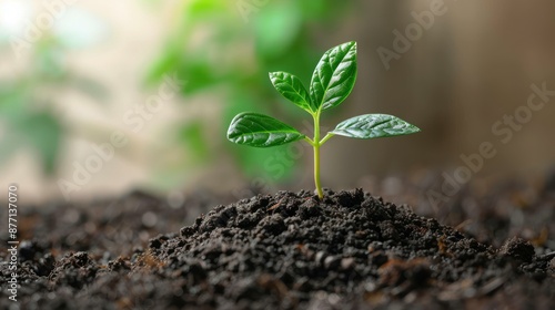 A young green plant sprout growing from rich dark soil, isolated on a blurred background.