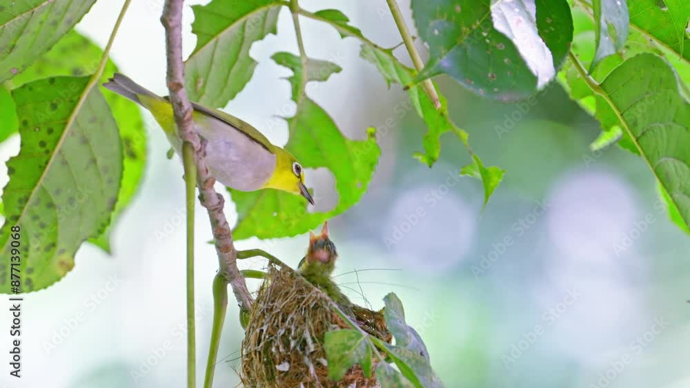Japanese white eye feeding the baby in the nest Japanese white eye feeding the baby in the nest