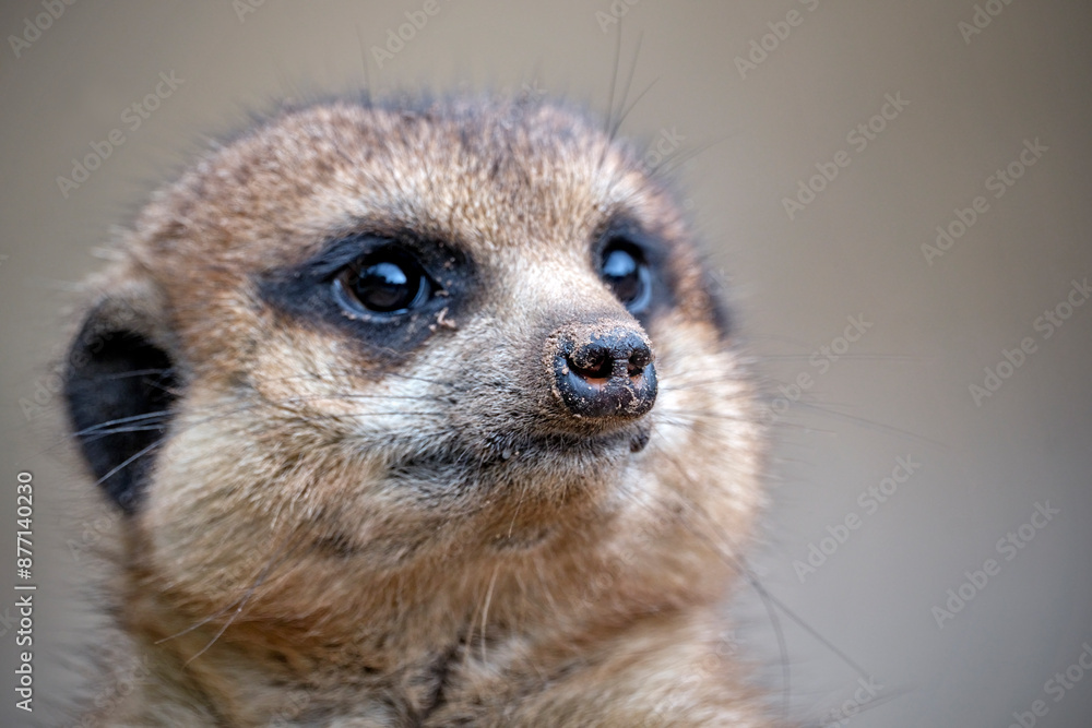Fototapeta premium Erdmännchen ( Suricata suricatta ).