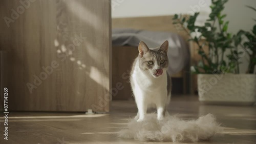 Wallpaper Mural House Cat Shaking Fur Off Close Up Torontodigital.ca