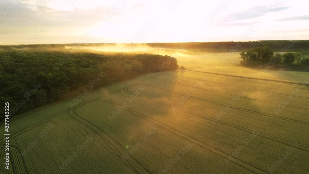 High angle shot of golden sunset on a wheat field with woods surrounding it. Fog and mist seen from a drone. Flying footage of beautiful rural landscape on a summer evening. Golden hour farmland.
