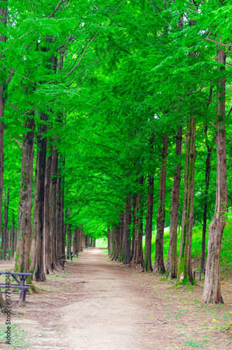 Tunnel-like Avenue of greenTrees, Tree Lined Footpath through Park in Spring photo