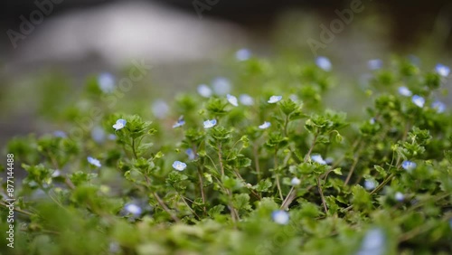 日本の冬に咲くオオイヌノフグリの花