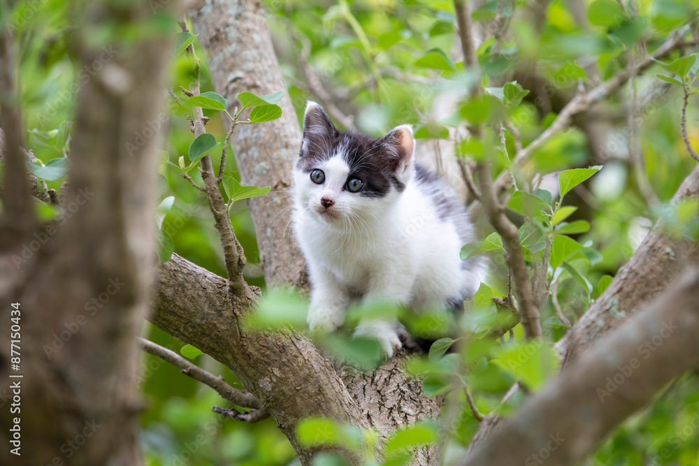 見つめる猫