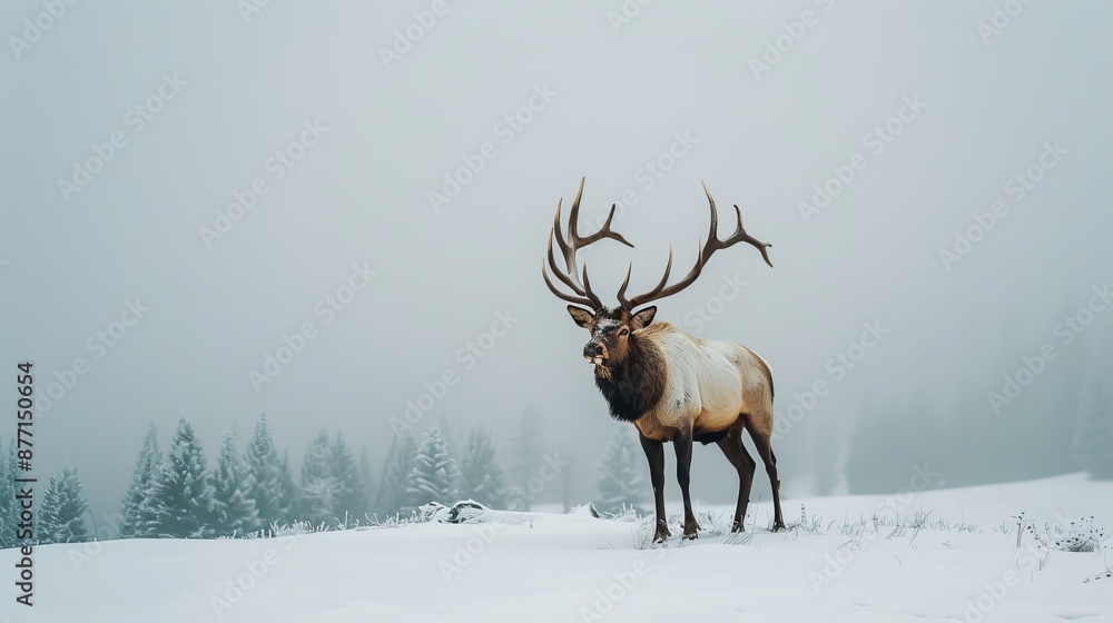 A vast elk stands amidst a snow-dusted field, surrounded by trees in the hazy background during a foggy day A vast elk stands amidst a snow-dusted field, surrounded by trees in the hazy background during a foggy day