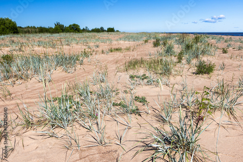 Baltic Sea coast natural background. Leymus arenarius photo