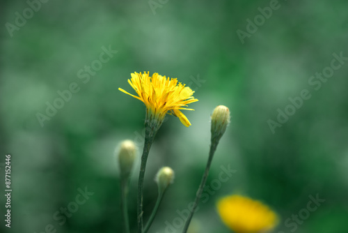 Obraz na płótnie The plant is a rough hawksbeard with yellow flowers in a meadow closeup. Crepis biennis on a flower bed against a background of grass w salonie