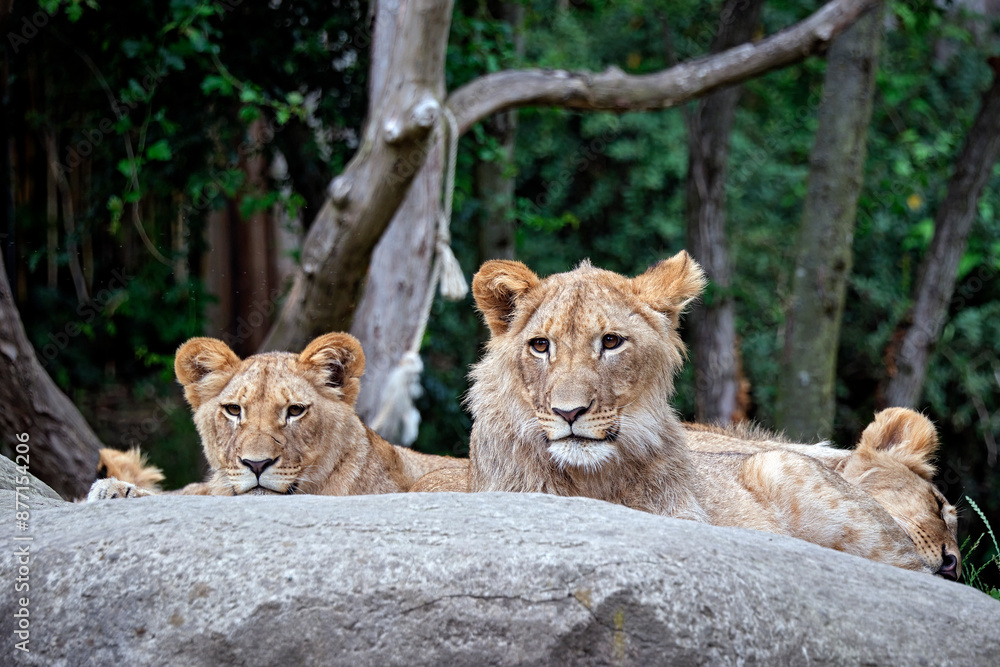 Obraz premium Löwe ( Panthera leo ).