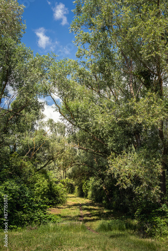 sentier en forêt