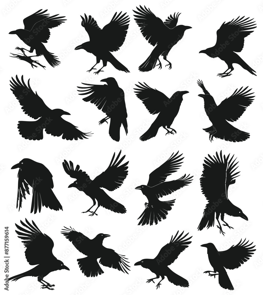 Silhouette of Crow birds. Silhouette of Crow birds.