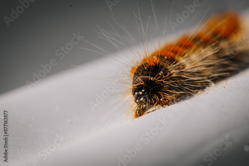 limbazi, Latvia, June 29, 2024 - Close-up of a fuzzy caterpillar with orange and black markings crawling on a white surface, highlighting its intricate details and texture. photo