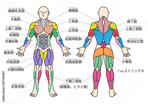 筋肉の各部名称