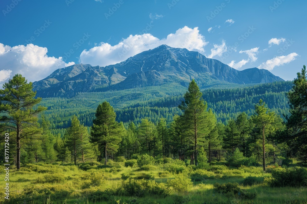 Obraz premium Mountain Landscape with Forest
