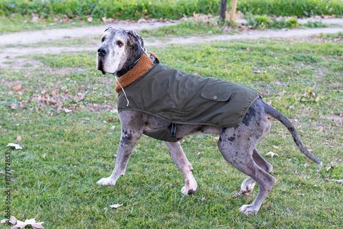 Foto Giant Great Dane dog bundled up with a vest in the park
